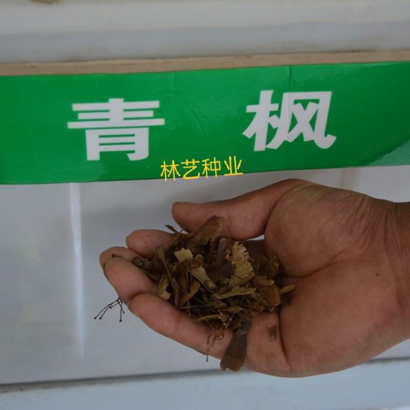 青枫种子鸡爪枫种子三角枫种子槭树种子红枫种子美国红枫种子