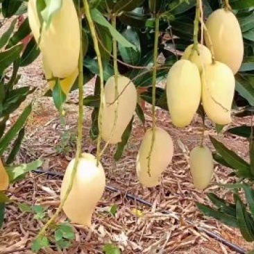 云南保山潞江坝自产优质水果鹰嘴芒