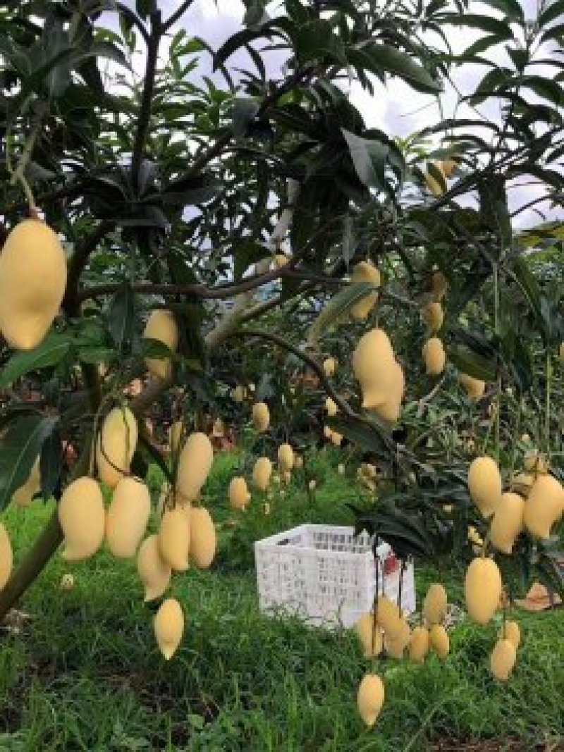 云南保山潞江坝自产优质水果鹰嘴芒