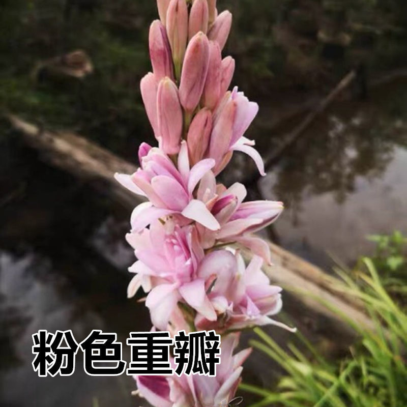 重瓣纯白色浓香晚香玉种球多年生宿根庭院百合盆栽花卉