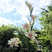 重瓣纯白色浓香晚香玉种球多年生宿根庭院百合盆栽花卉