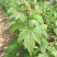 红枫种子四季开花室内外易活盆栽四季红观叶庭院绿植物花种籽
