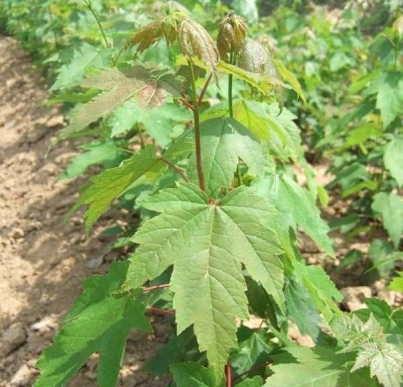 红枫种子四季开花室内外易活盆栽四季红观叶庭院绿植物花种籽