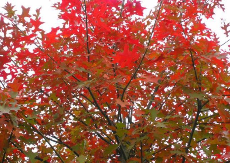 红枫种子四季开花室内外易活盆栽四季红观叶庭院绿植物花种籽