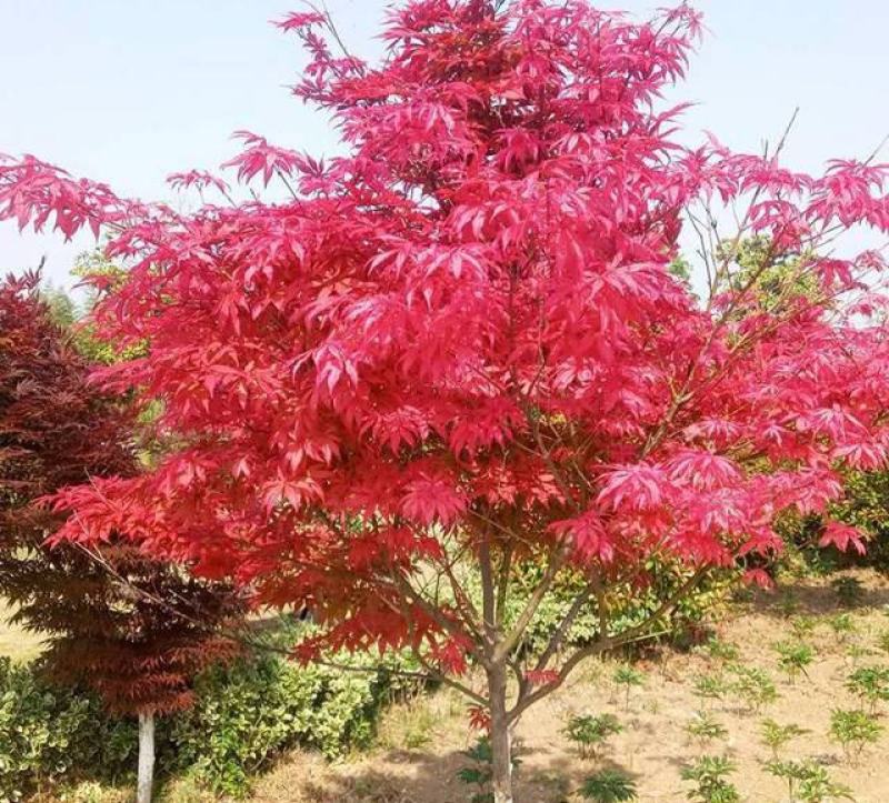 红枫种子四季开花室内外易活盆栽四季红观叶庭院绿植物花种籽