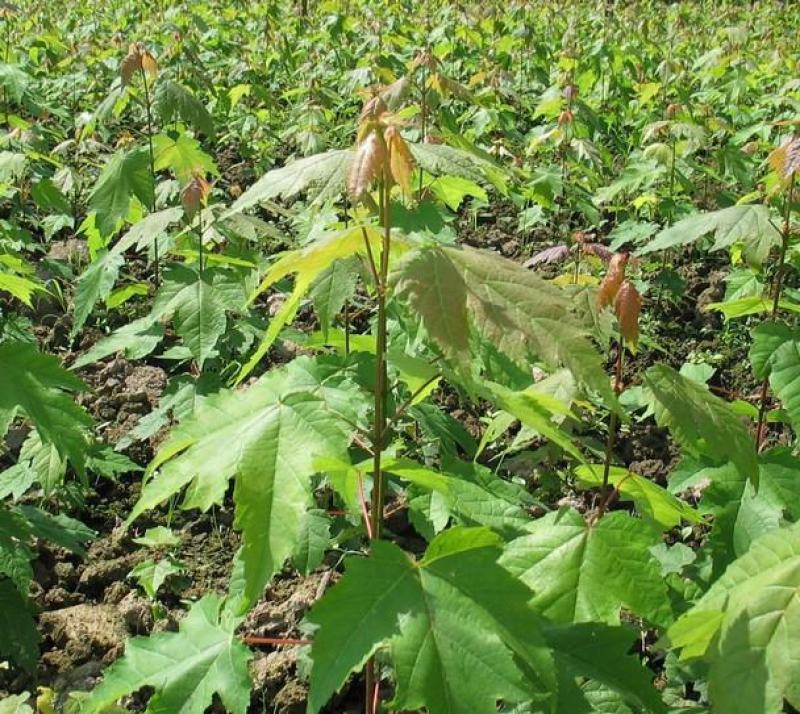 红枫种子四季开花室内外易活盆栽四季红观叶庭院绿植物花种籽