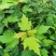 红枫种子四季开花室内外易活盆栽四季红观叶庭院绿植物花种籽