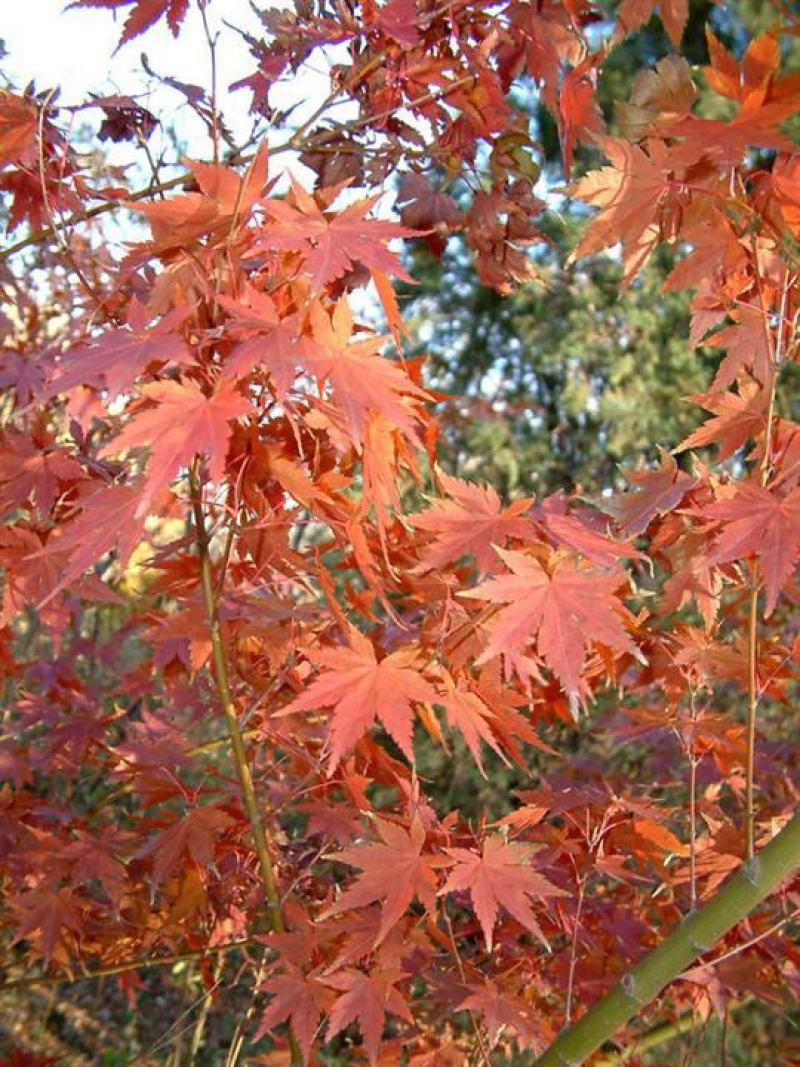 红枫种子四季开花室内外易活盆栽四季红观叶庭院绿植物花种籽