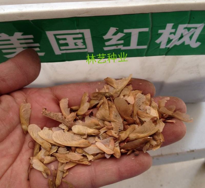 红枫种子四季开花室内外易活盆栽四季红观叶庭院绿植物花种籽