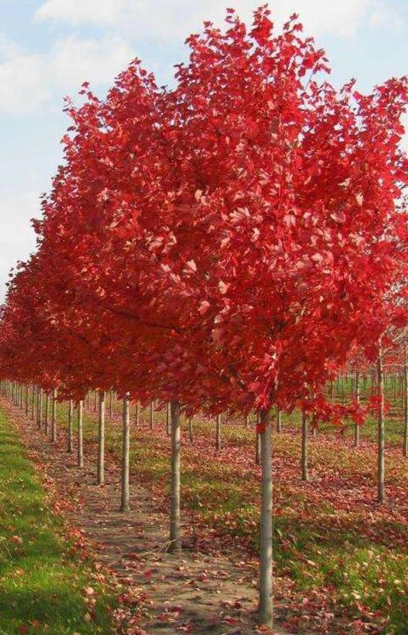 红枫种子四季开花室内外易活盆栽四季红观叶庭院绿植物花种籽