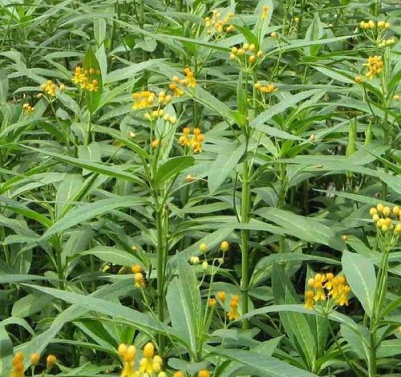 马利筋种子蜜源花种子切花庭院花园园艺花卉植物鲜花易种子