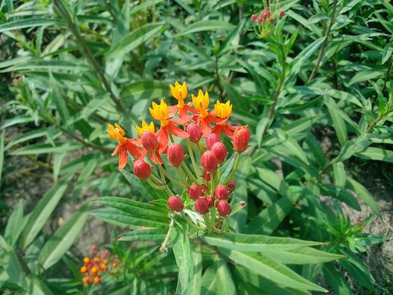 马利筋种子蜜源花种子切花庭院花园园艺花卉植物鲜花易种子