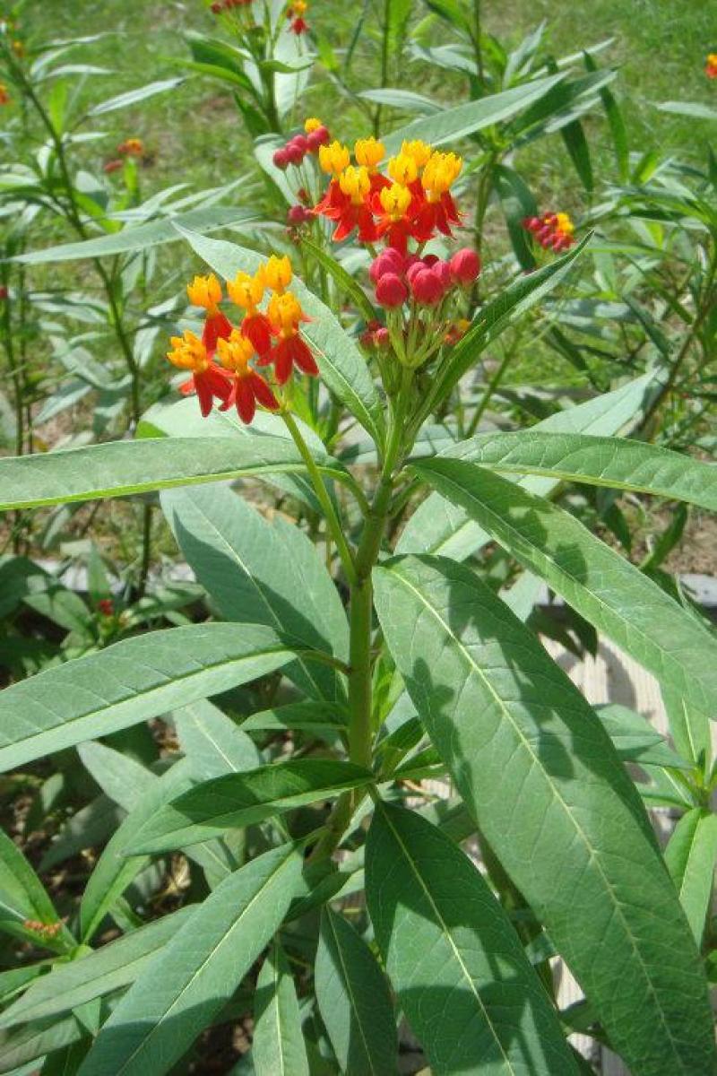 马利筋种子蜜源花种子切花庭院花园园艺花卉植物鲜花易种子