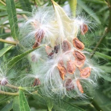 马利筋种子蜜源花种子切花庭院花园园艺花卉植物鲜花易种子
