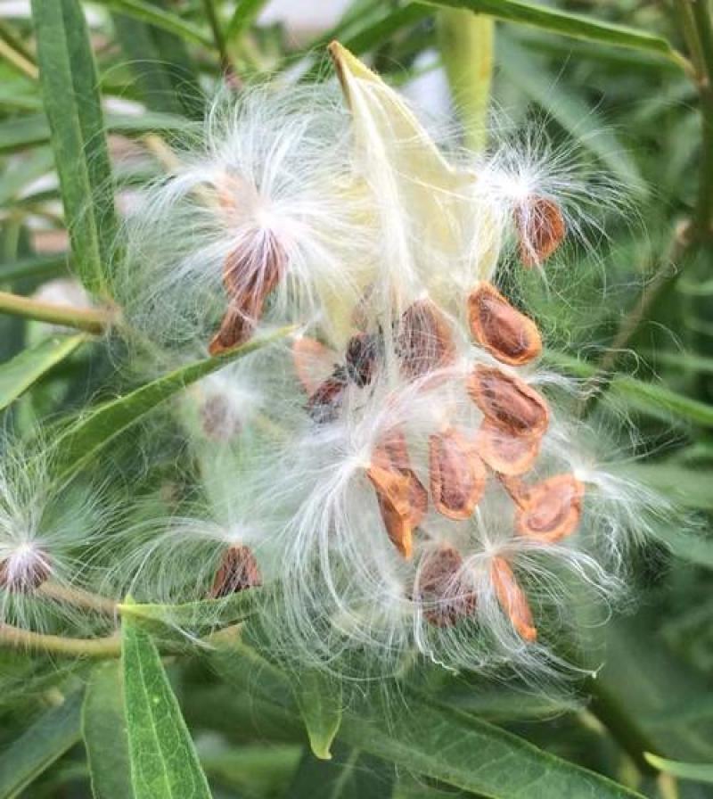 马利筋种子蜜源花种子切花庭院花园园艺花卉植物鲜花易种子