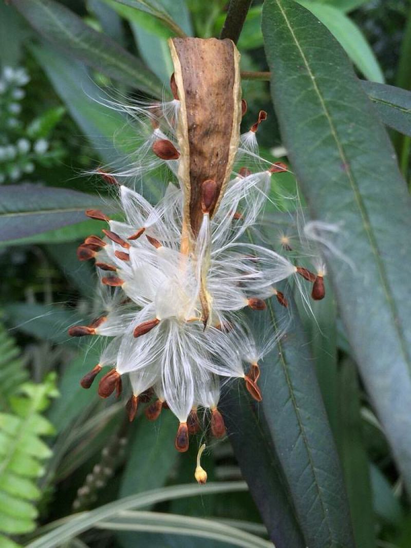 马利筋种子蜜源花种子切花庭院花园园艺花卉植物鲜花易种子