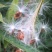马利筋种子蜜源花种子切花庭院花园园艺花卉植物鲜花易种子