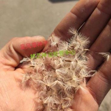 吴风草种子当年新采大无风草籽多年生地被草本植物南北方种植
