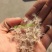 吴风草种子当年新采大无风草籽多年生地被草本植物南北方种植