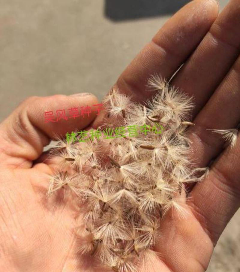 吴风草种子当年新采大无风草籽多年生地被草本植物南北方种植