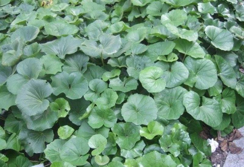 吴风草种子当年新采大无风草籽多年生地被草本植物南北方种植