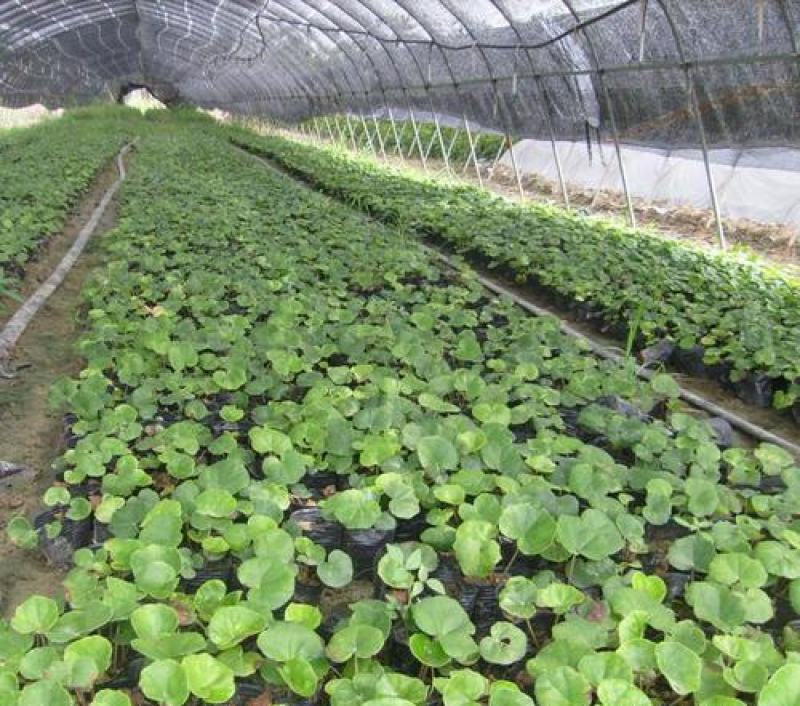吴风草种子当年新采大无风草籽多年生地被草本植物南北方种植