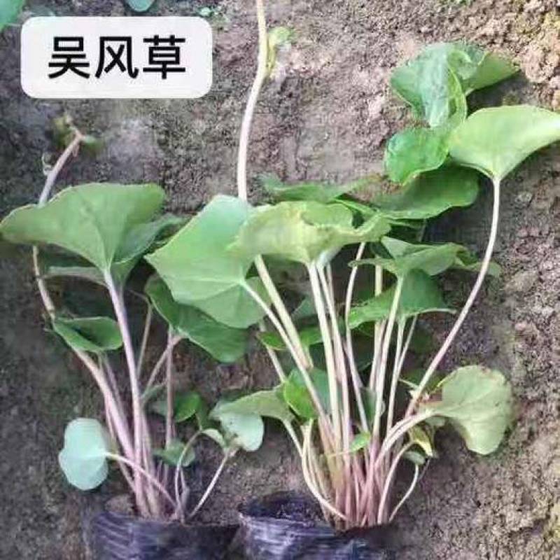吴风草种子当年新采大无风草籽多年生地被草本植物南北方种植