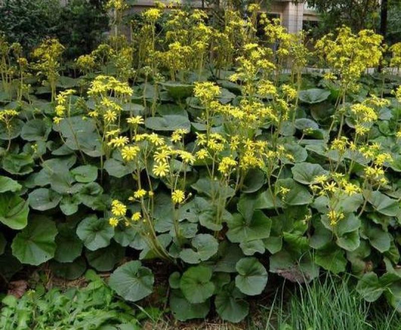 吴风草种子当年新采大无风草籽多年生地被草本植物南北方种植