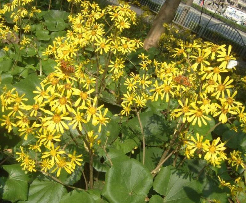 吴风草种子当年新采大无风草籽多年生地被草本植物南北方种植