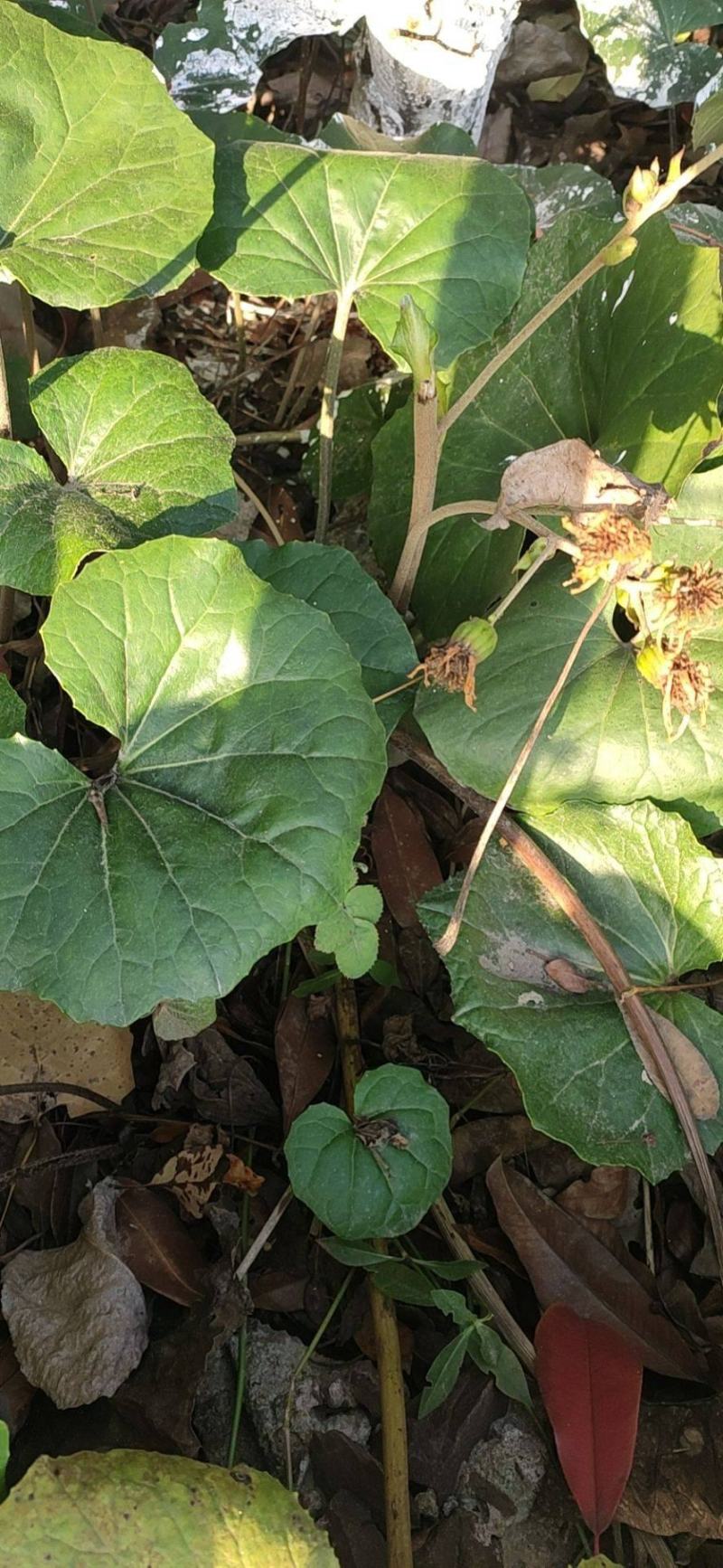 吴风草种子当年新采大无风草籽多年生地被草本植物南北方种植