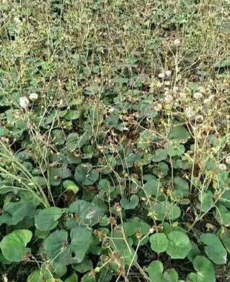 吴风草种子当年新采大无风草籽多年生地被草本植物南北方种植