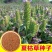 散装夏枯草种子新采药材白毛夏枯球种籽四季播种简单发芽率