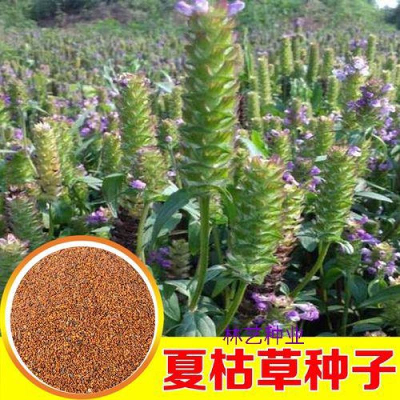 散装夏枯草种子新采药材白毛夏枯球种籽四季播种简单发芽率