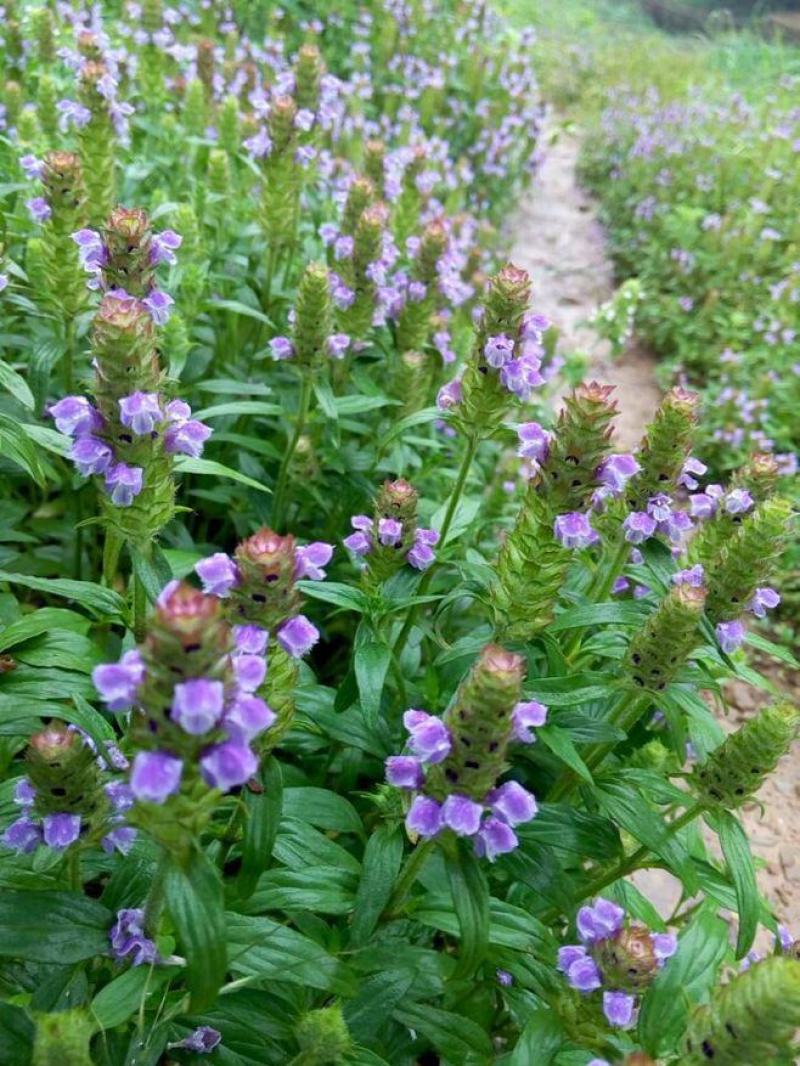 散装夏枯草种子新采药材白毛夏枯球种籽四季播种简单发芽率