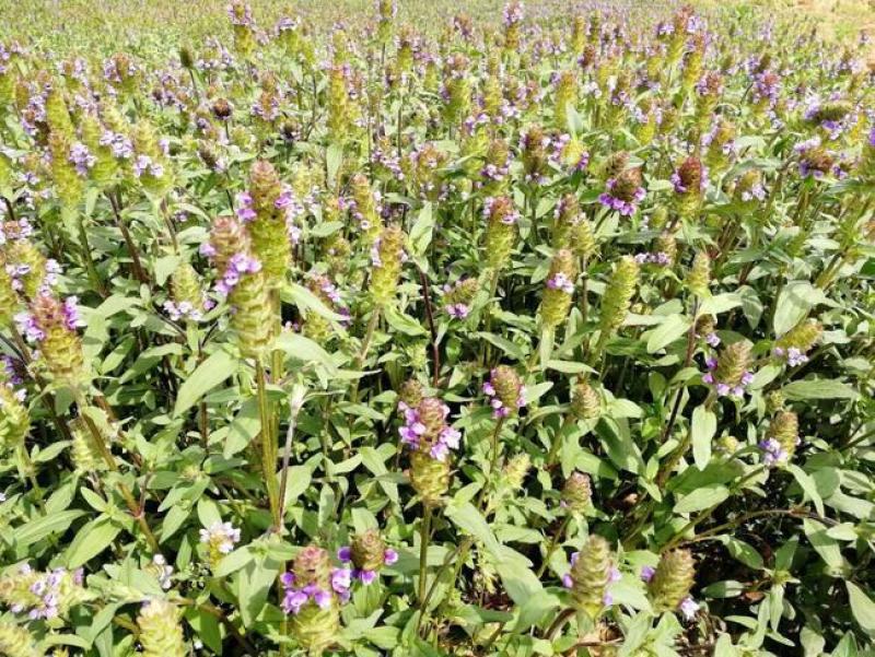 散装夏枯草种子新采药材白毛夏枯球种籽四季播种简单发芽率