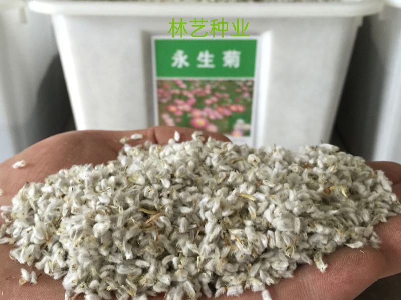 永生菊种子松叶菊种子四季易种花卉种子园林绿化工程花草种