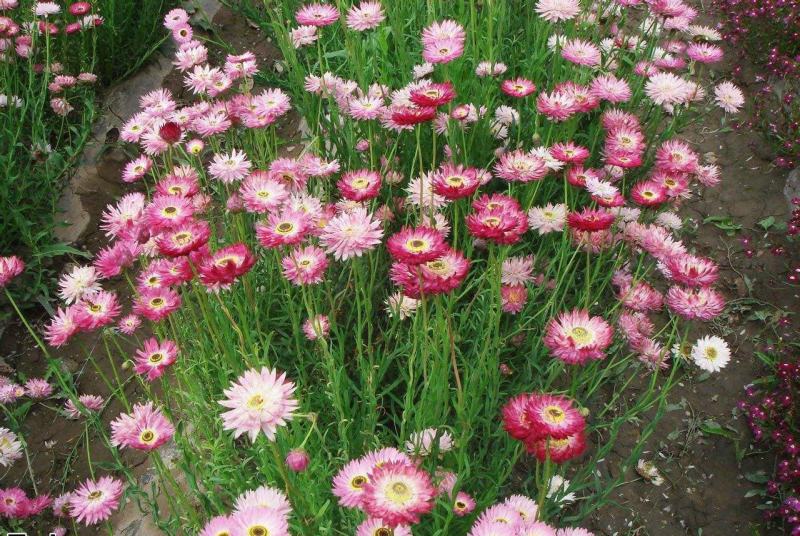 永生菊种子松叶菊种子四季易种花卉种子园林绿化工程花草种