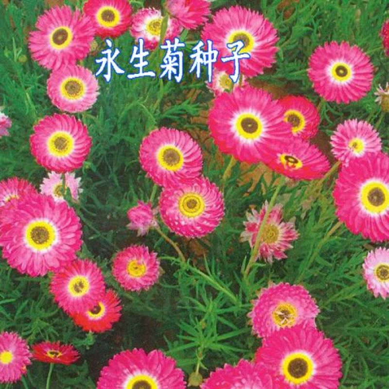 永生菊种子松叶菊种子四季易种花卉种子园林绿化工程花草种
