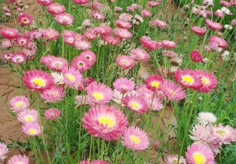 永生菊种子松叶菊种子四季易种花卉种子园林绿化工程花草种