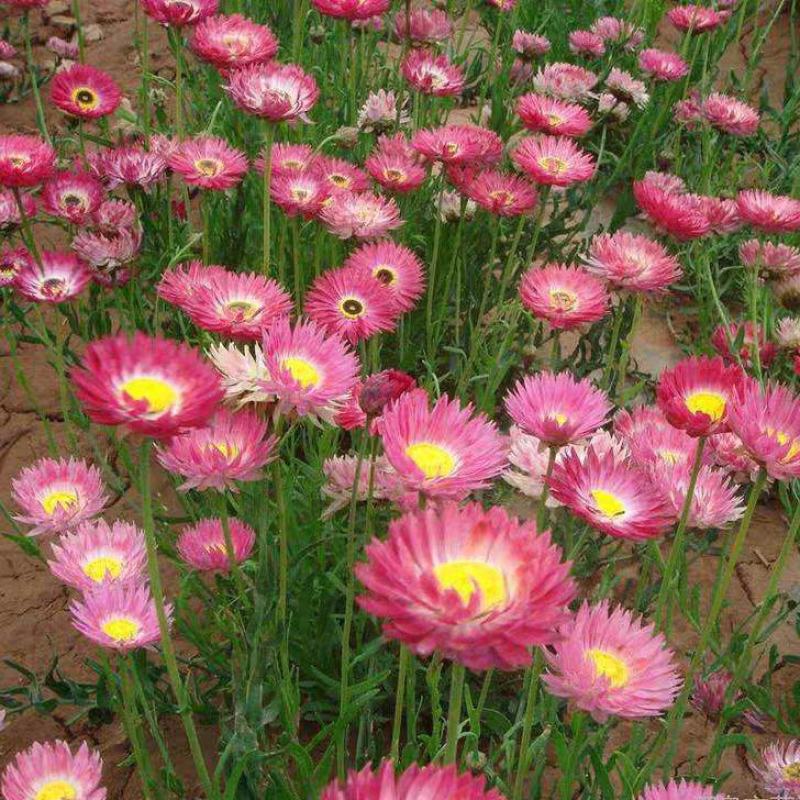 永生菊种子松叶菊种子四季易种花卉种子园林绿化工程花草种