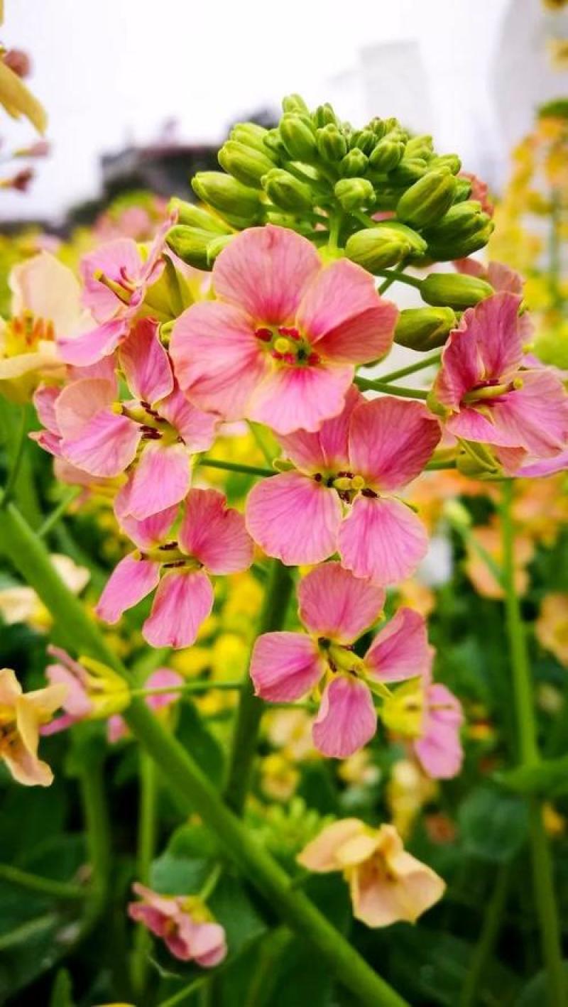 彩色油菜花种子观赏两用花海高纯度油菜花种子