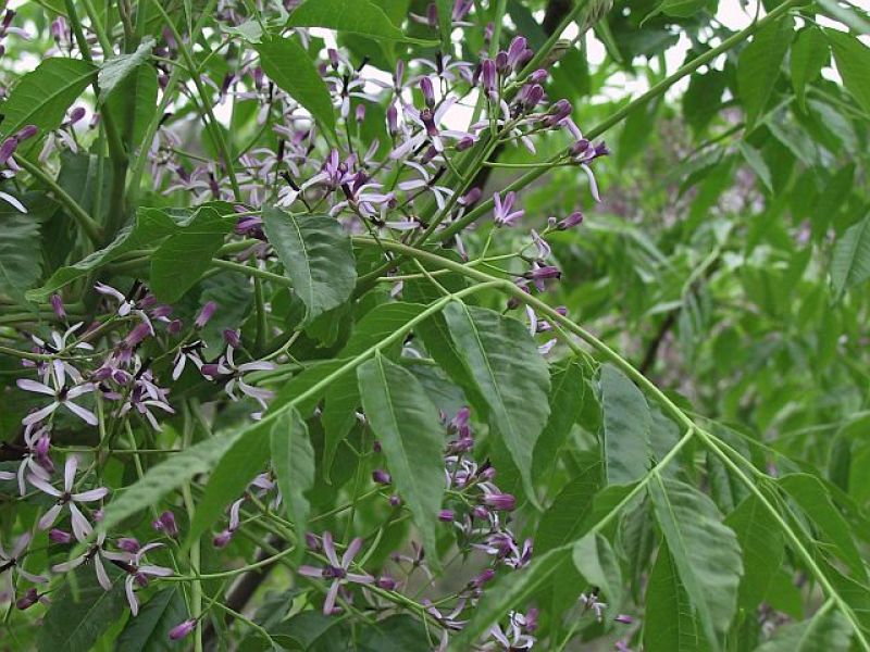 新采苦楝树种子苦楝种子楝树紫花树种子楝枣种子苦楝子种子