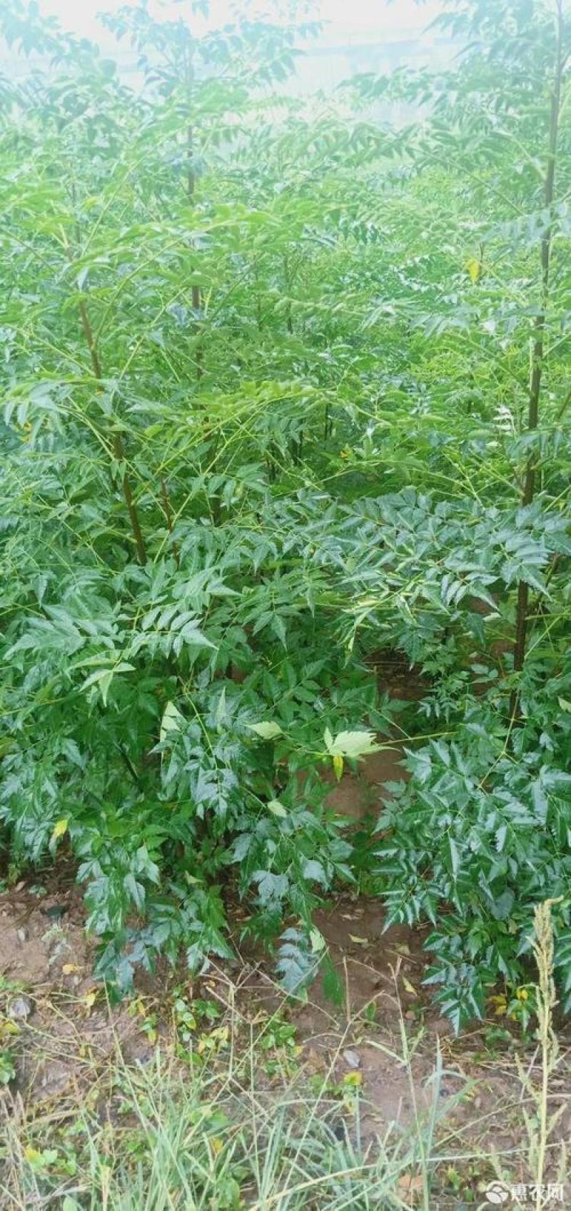 新采苦楝树种子苦楝种子楝树紫花树种子楝枣种子苦楝子种子