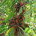 鸡母珠红豆种子海红豆种子相思树种子孔雀豆绿化林木树种子