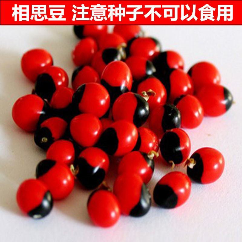 鸡母珠红豆种子海红豆种子相思树种子孔雀豆绿化林木树种子