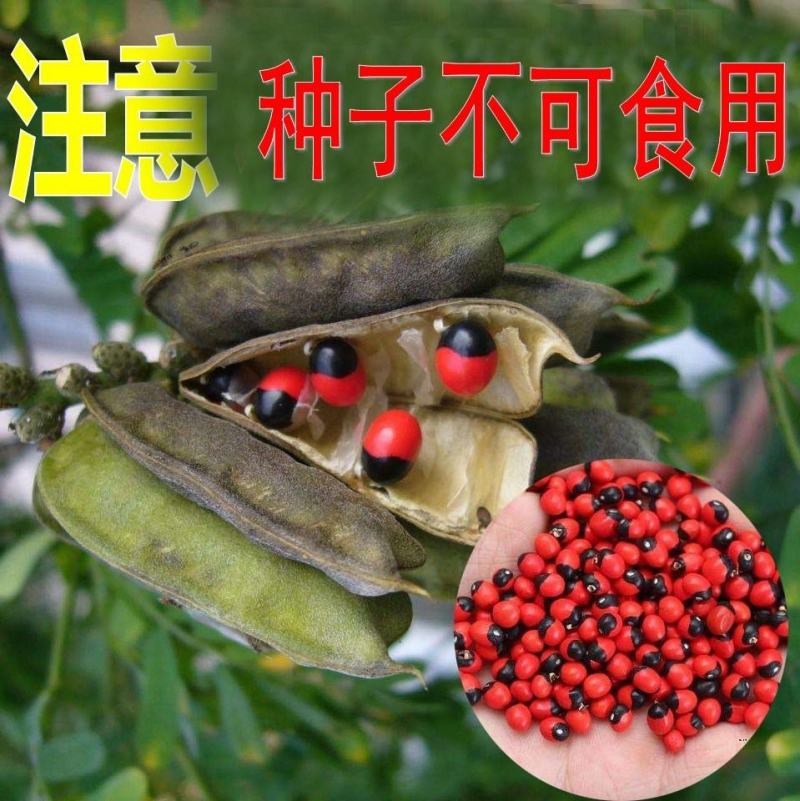 鸡母珠红豆种子海红豆种子相思树种子孔雀豆绿化林木树种子