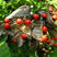 鸡母珠红豆种子海红豆种子相思树种子孔雀豆绿化林木树种子