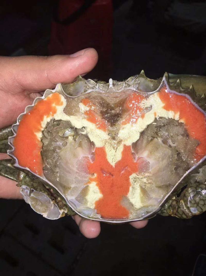 活冻青膏蟹、全部带膏