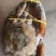 活冻青膏蟹、全部带膏