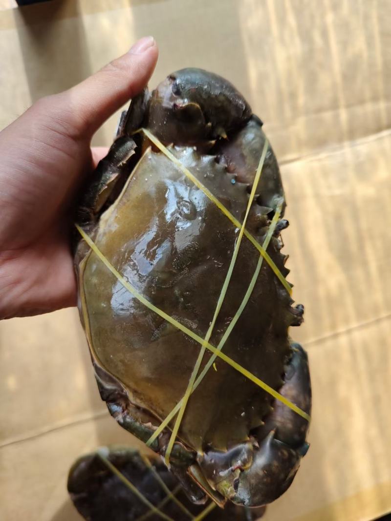 活冻青膏蟹、全部带膏